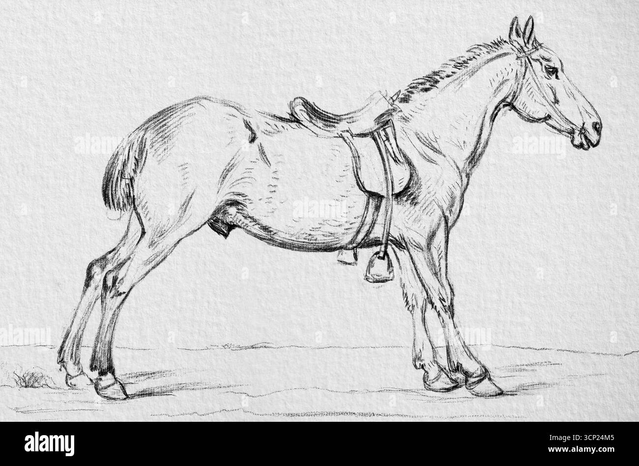 Cheval de selle de Jean Bernard (1775-1883) – dessin équin français du XIXe siècle, œuvre de cheval de ferme et d'équitation, domaine public haute résolution Banque D'Images