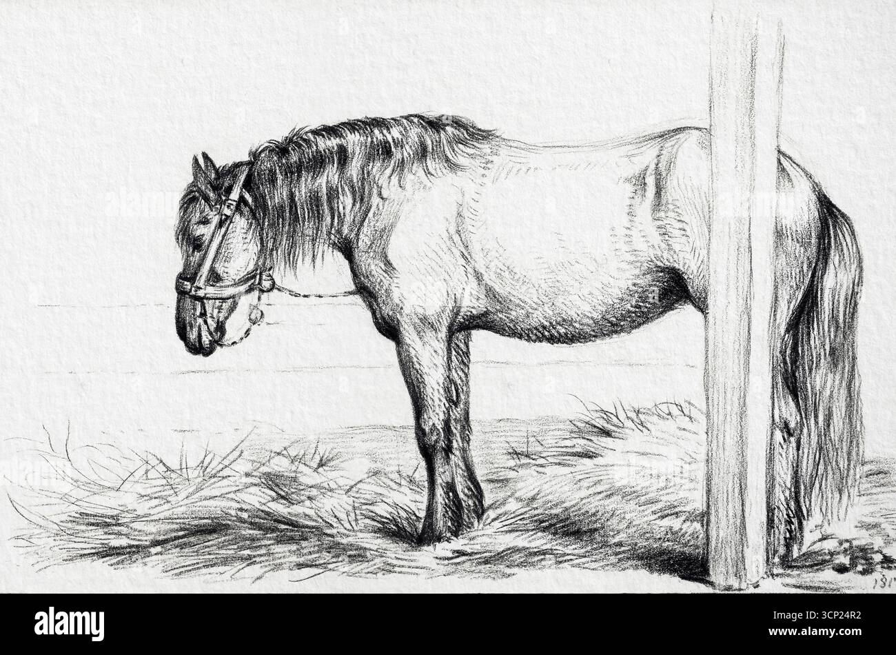 Cheval debout (1817) de Jean Bernard (1775-1883) – dessin équestre français du XIXe siècle, oeuvre d'animaux antiques, domaine public Banque D'Images