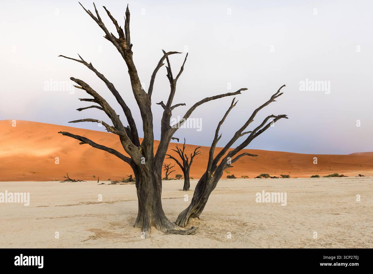 Arbres morts de Deadvlei et dunes oranges Banque D'Images