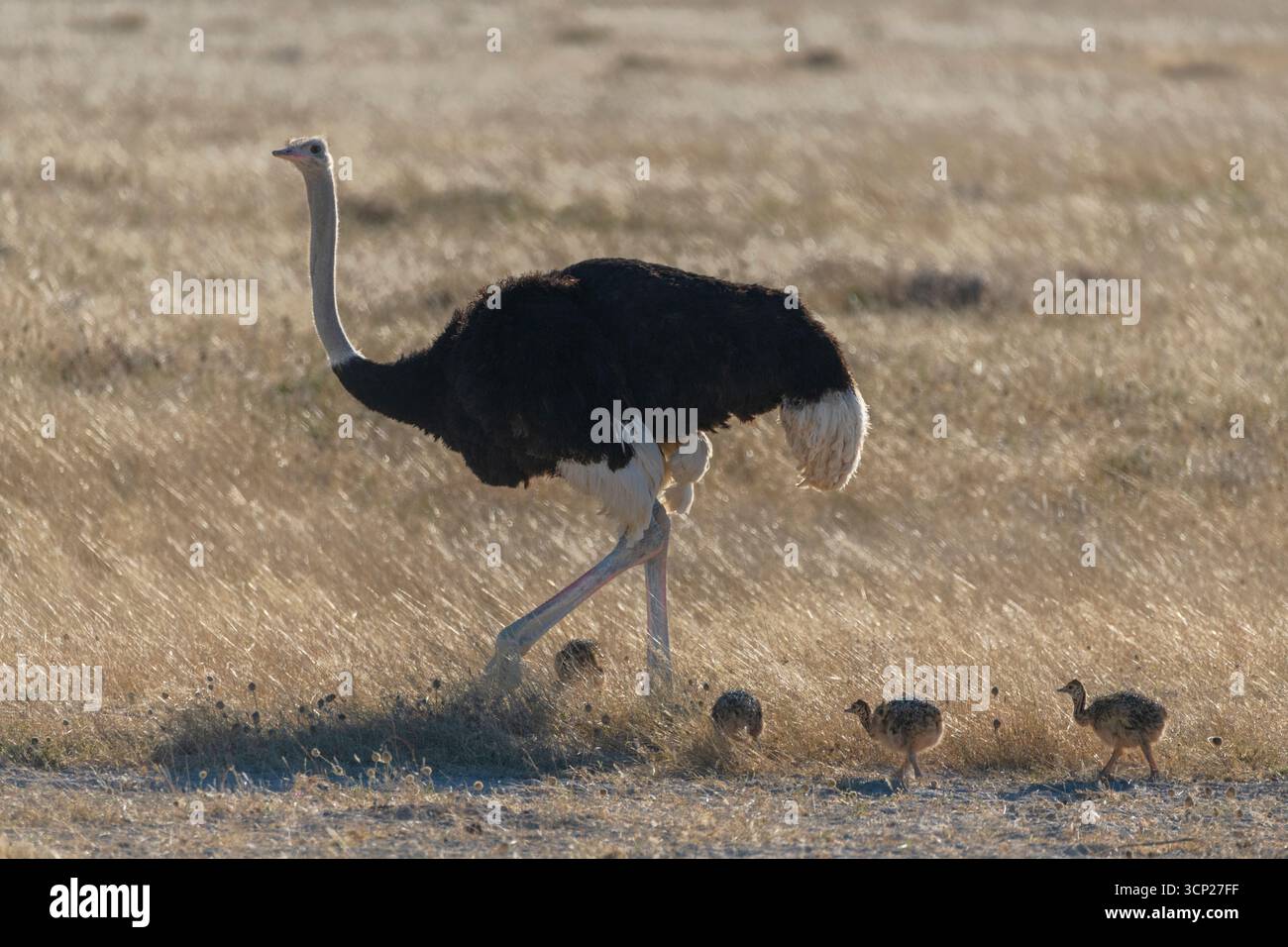 Autruche commune et poussins dans l'herbe sèche de savane Banque D'Images
