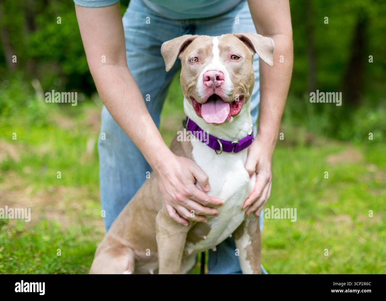 Une personne heureuse de flatter un pit-bull terrier dog Banque D'Images