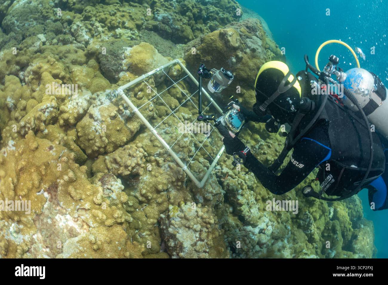 Plongeur sous-marin utilisant la caméra pour prendre des photos sous-marines d'un quadrat pour colectionner des données pour la surveillance à long terme de la zone marine protégée d'Alcatrazes Brésil Banque D'Images