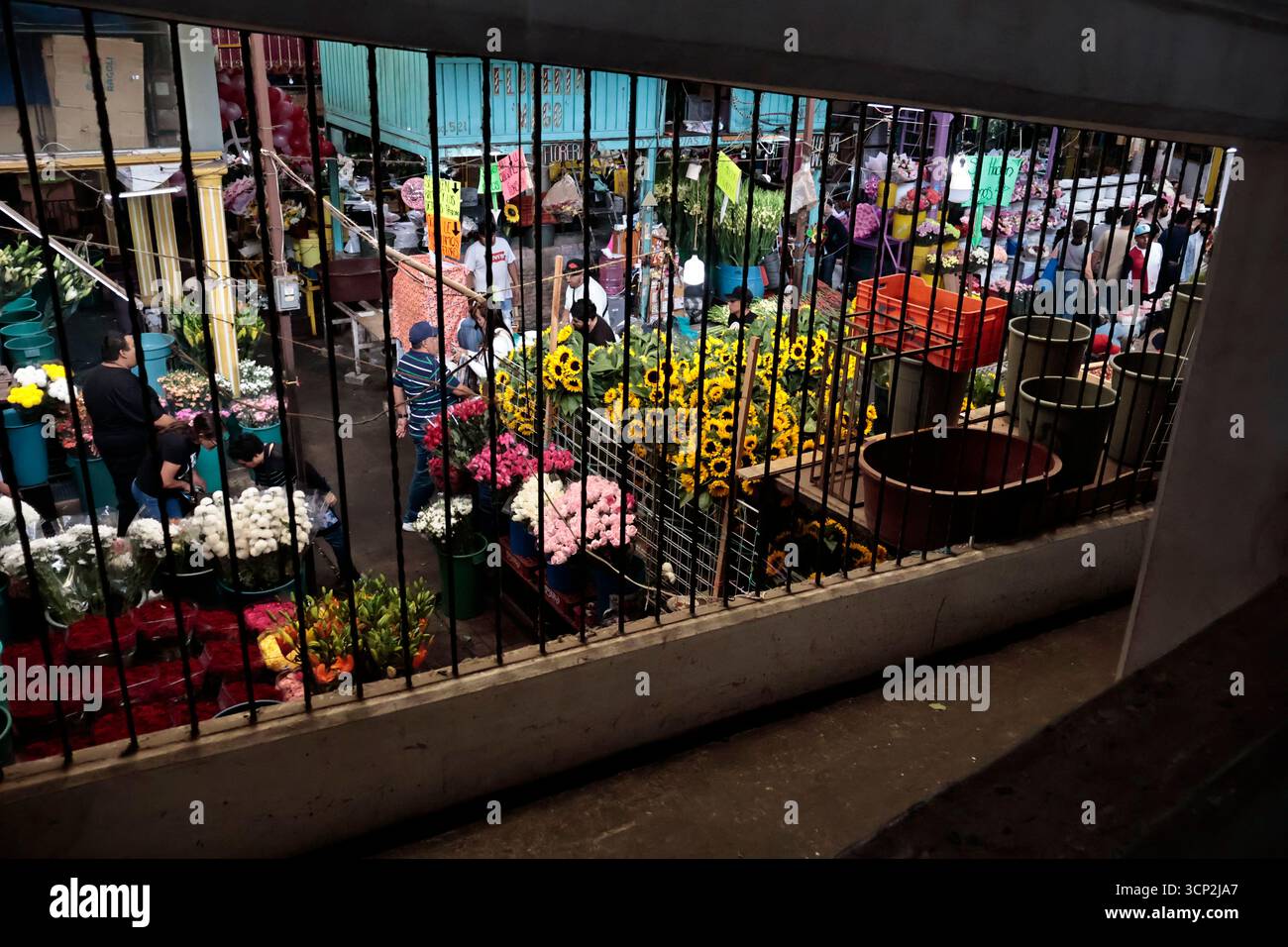 Mexique, CDMX, Mexique. 23 septembre 2025. Le marché le plus important spécialisé dans les fleurs de toutes sortes est le marché jamaïcain, situé à Mexico. Aujourd'hui marque son 68e anniversaire et est l'un des principaux points de vente et de distribution de fleurs de divers états à travers le pays. Avec de la musique live et de la danse dans ses allées, les vendeurs, les employés et les clients célèbrent un autre anniversaire. Ce marché a ouvert ses portes en 1957 dans le cadre de la modernisation de la ville. Il a des racines préhispaniques, comme il était et continue d'être le centre de commerce de fleurs le plus important, relié à cette époque par des rivières ou CA Banque D'Images