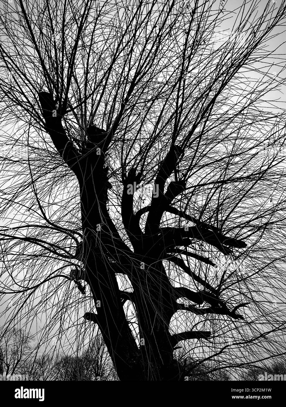 Silhouette d'un arbre Banque D'Images