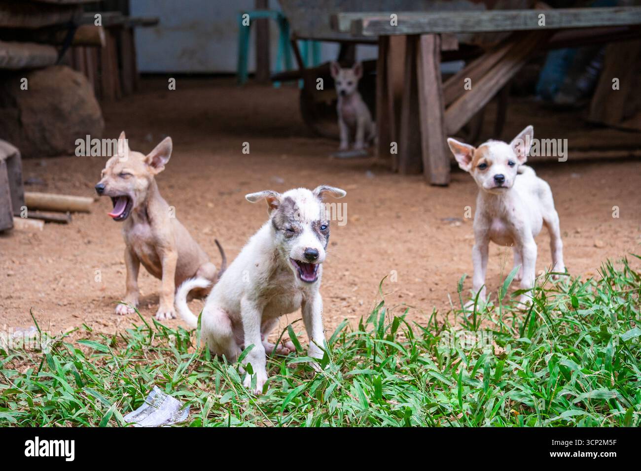 Local aspin puppies, une race de chiens philippins originaire de Cavite, Philippines Banque D'Images