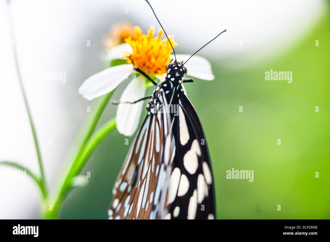 Un papillon danaid se nourrissant d'une fleur blanche dans un jardin local à Hong Kong Banque D'Images