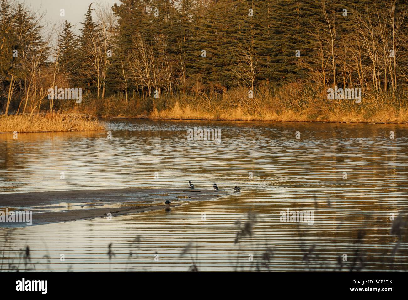 La sauvagine repose sur un banc de sable au lac Yeongrang, Sokcho, avec des ondulations, des roseaux et une forêt de pins foncés brillants dans la lumière dorée du soir. Banque D'Images