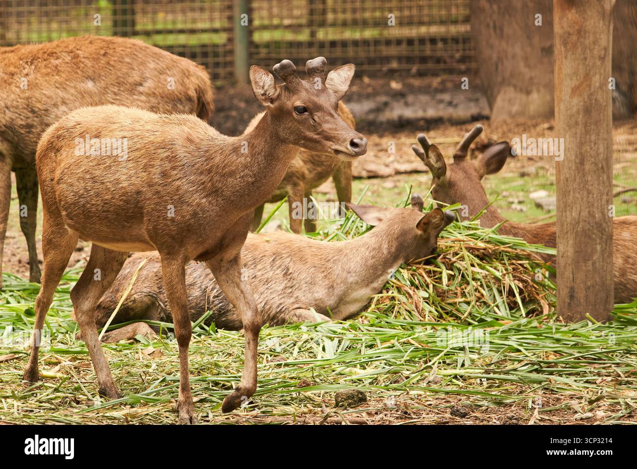 Un groupe de cerfs dans un enclos naturel au zoo aime le temps de se nourrir entouré d'herbe verte comme leur nourriture. Banque D'Images