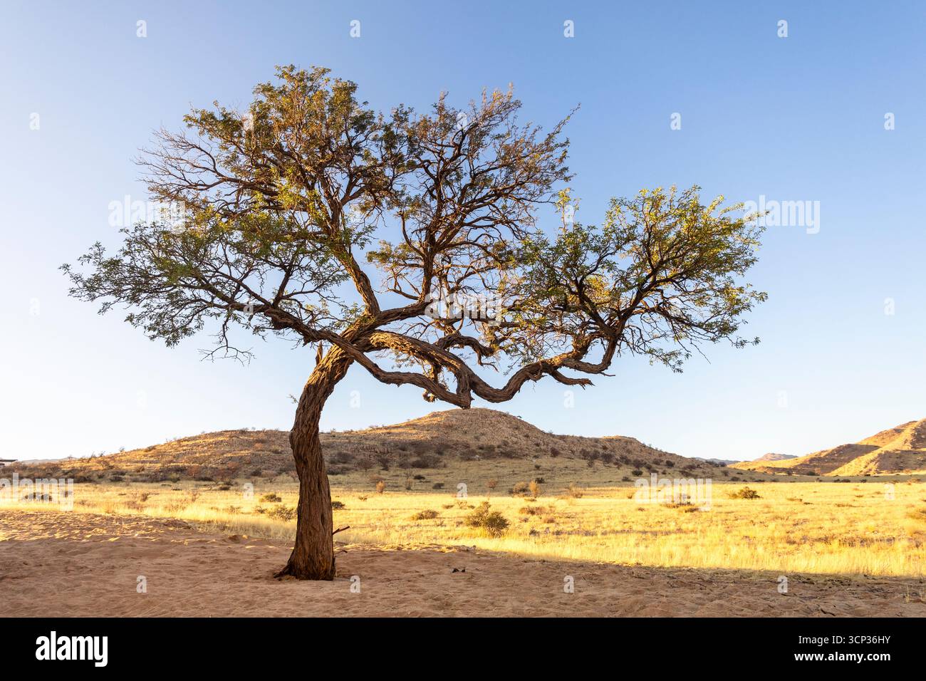 Solitaire est une colonie isolée en Namibie, située au bord du désert du Namib, entourée de dunes et de chaînes de montagnes. Banque D'Images