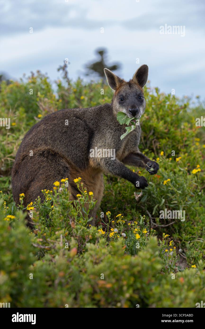 Un wallaby des marais noirs (Wallabia bicolor) se nourrit de fleurs jaunes au milieu d'une végétation basse sur la côte sud de Victoria, en Australie. Banque D'Images