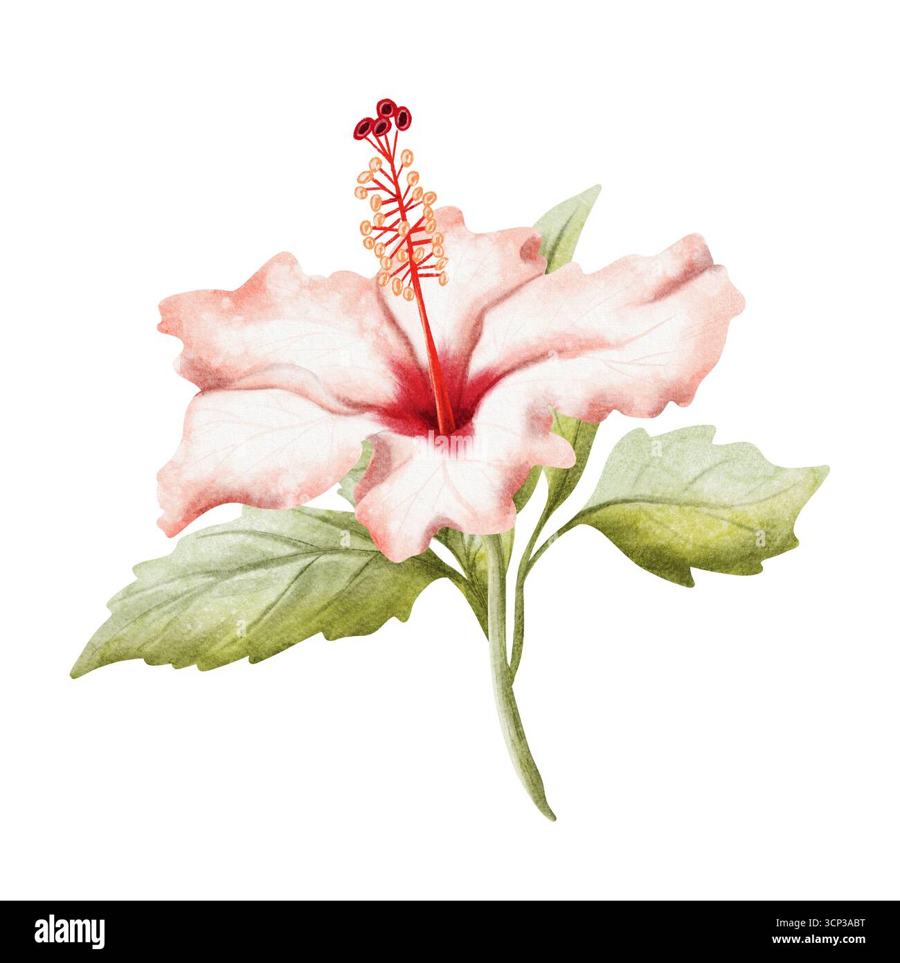 Illustration réaliste d'aquarelle de fleur d'hibiscus isolé sur blanc. Fleur tropicale rouge pastel ou rose clair dans un style botanique détaillé. Dessiné à la main Banque D'Images