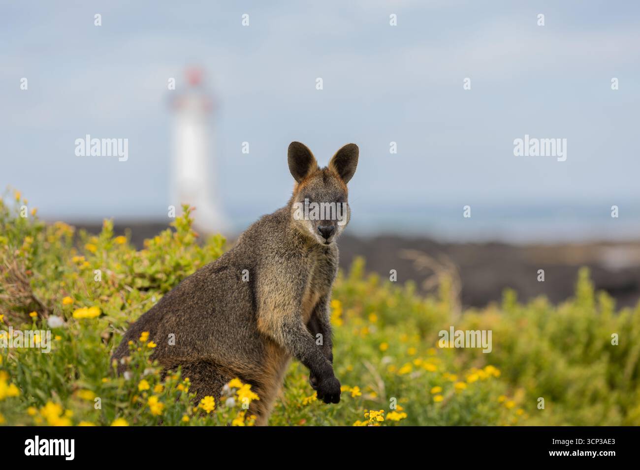 Black Swamp Wallaby (Wallabia bicolor) se dresse au milieu d'une végétation à fleurs jaunes sur la côte sud victorienne, en Australie. Banque D'Images