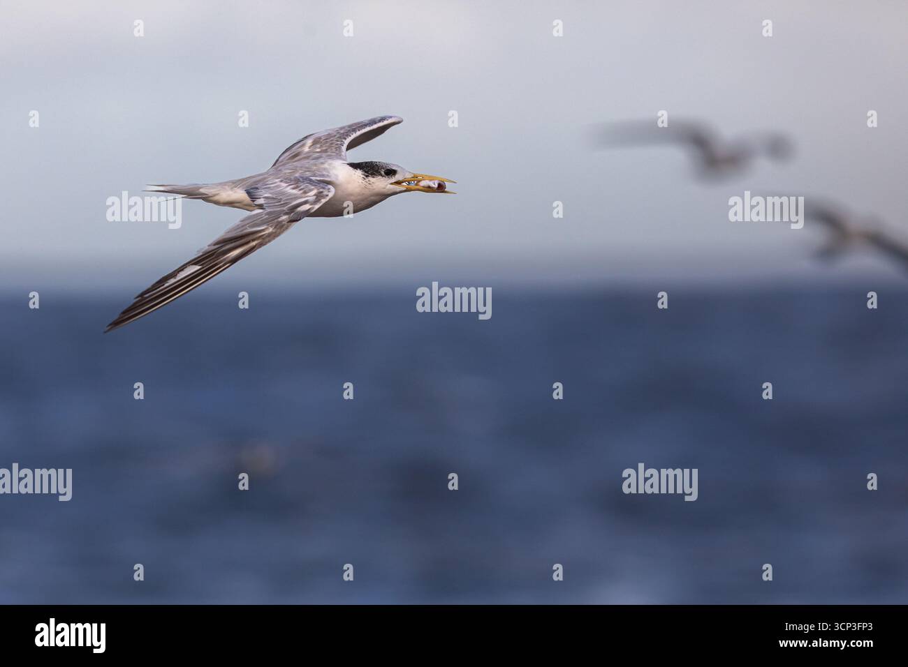Une Terne à crête (Thalasseus bergii) vole au-dessus de l'océan avec un petit poisson dans son bec. Les ailes de l'oiseau sont tendues. Banque D'Images