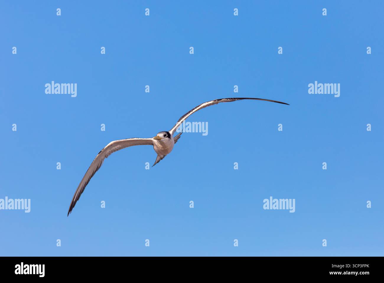 Une Terne crêpée (Thalasseus bergii) est en vol contre un ciel bleu clair. L'oiseau a des ailes tendues et minces avec des pointes sombres. Banque D'Images