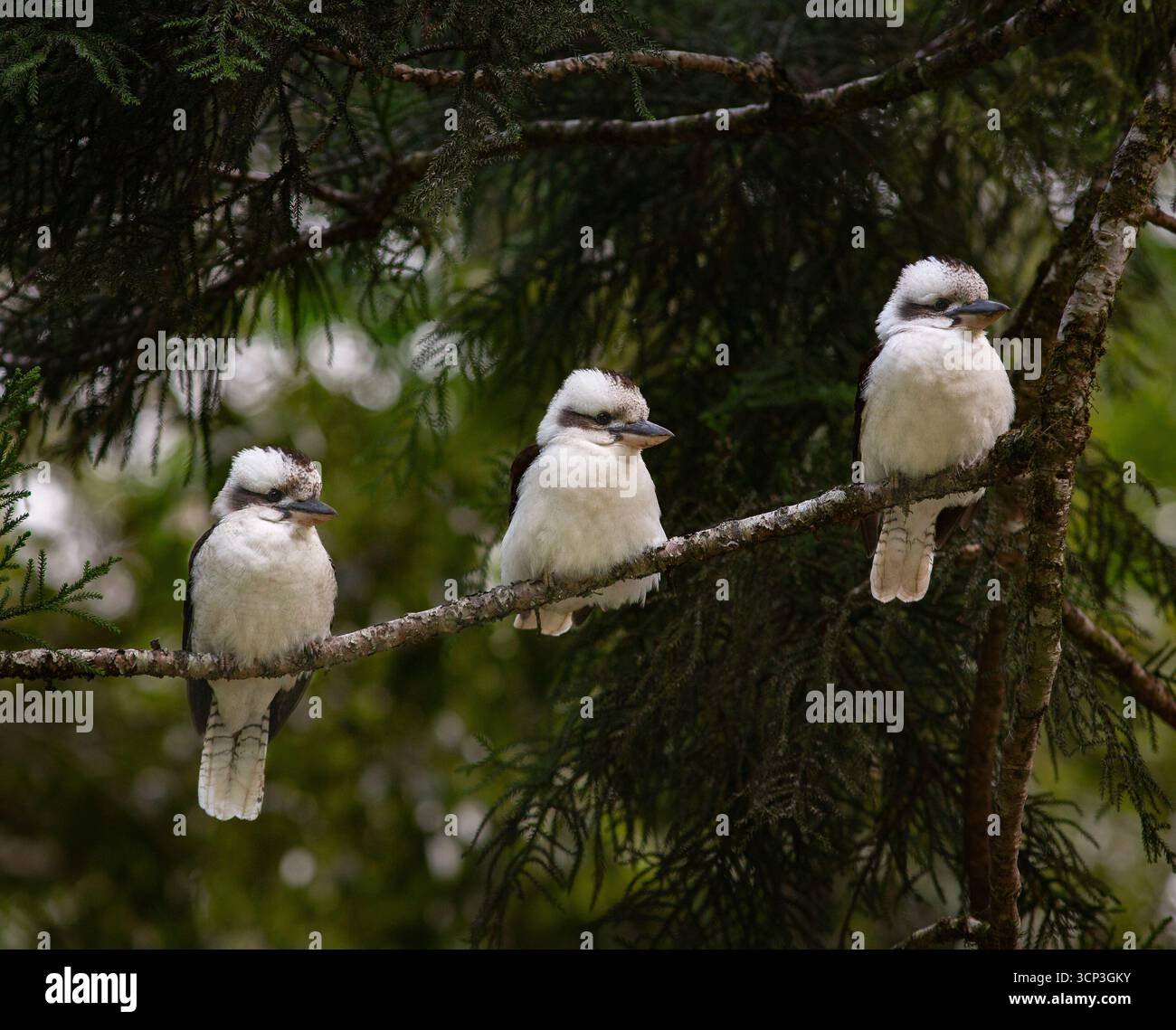 Trois kookaburras riants (Dacelo novaeguineae) perchés sur une branche d'arbre. Ces oiseaux, connus pour leur appel distinctif, ont des corps robustes avec du blanc Banque D'Images