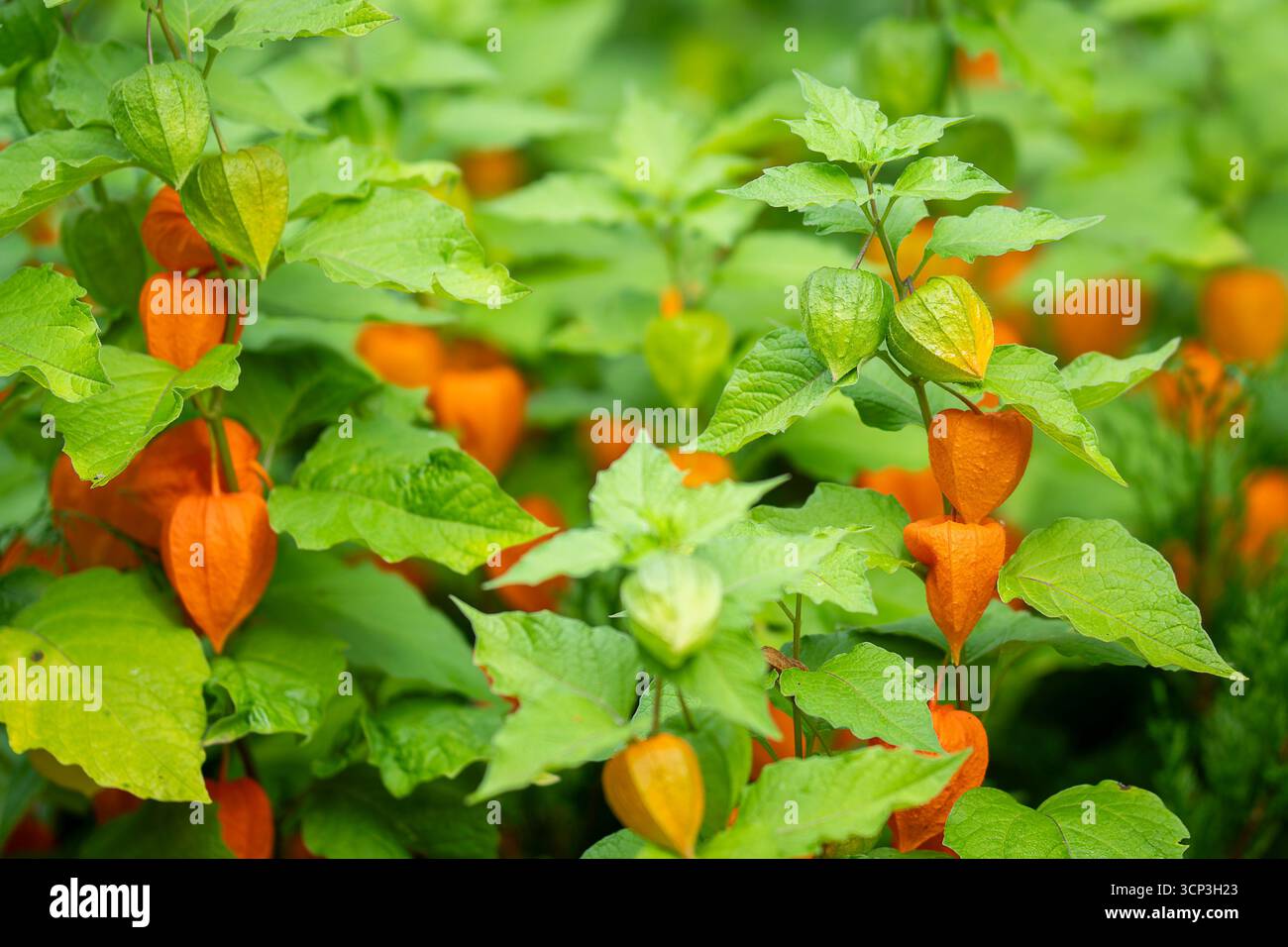 Cerise de vessie, Physalis alkekengi, capsule de fruits verts et rouges avec la graine à l'intérieur. Un gros plan de la lanterne chinoise palnt connue sous le nom de plante de cerise de vessie Banque D'Images