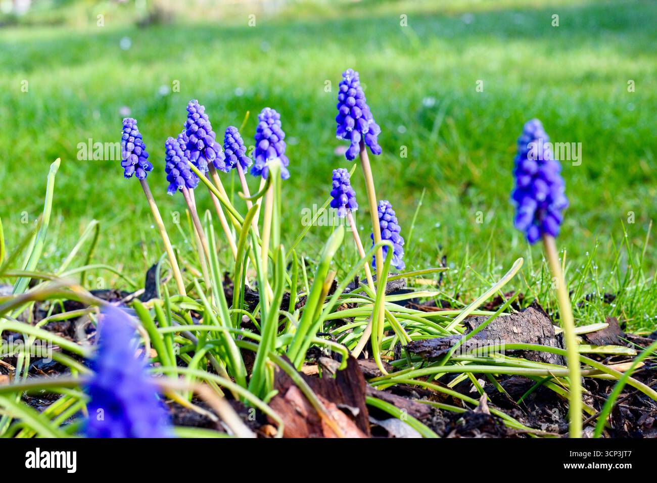 Hyazinthe dans un jardin de printemps Banque D'Images