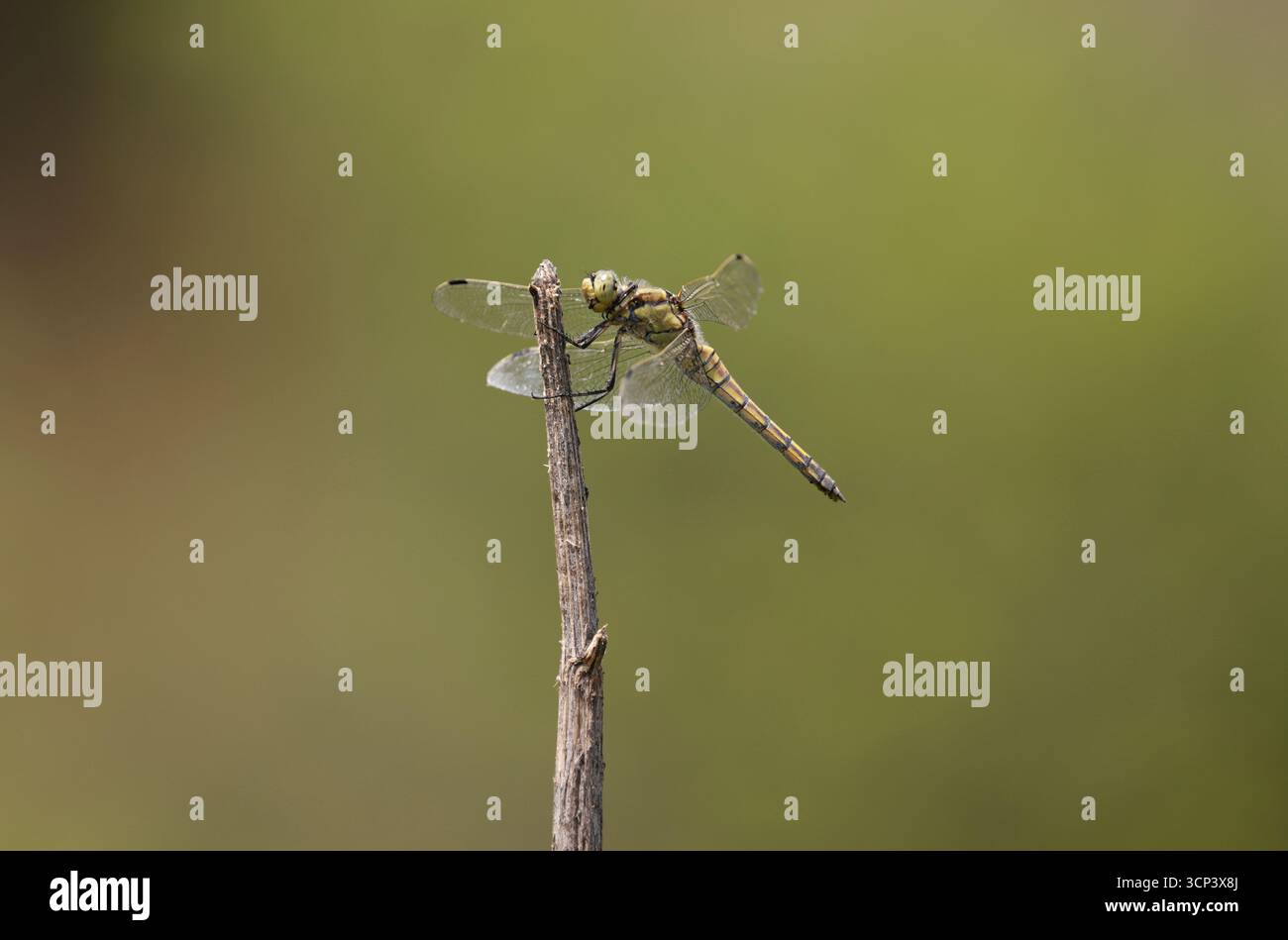 Skimmer Dragonfly femelle à queue noire - Oethetrum cancellatum Banque D'Images
