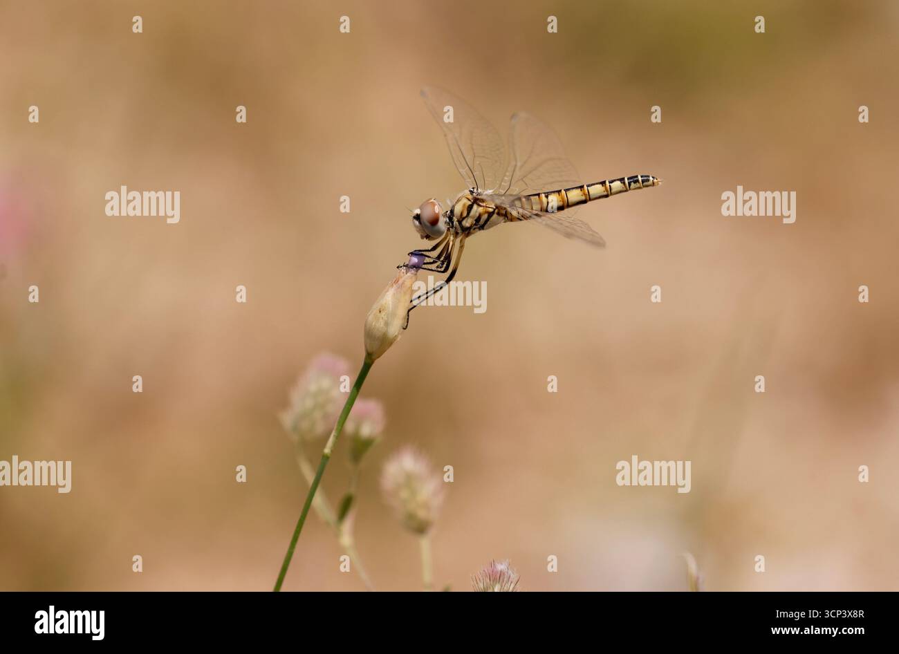 Noir Pennant Dragonfly femelle - Selysiothemis nigra Banque D'Images