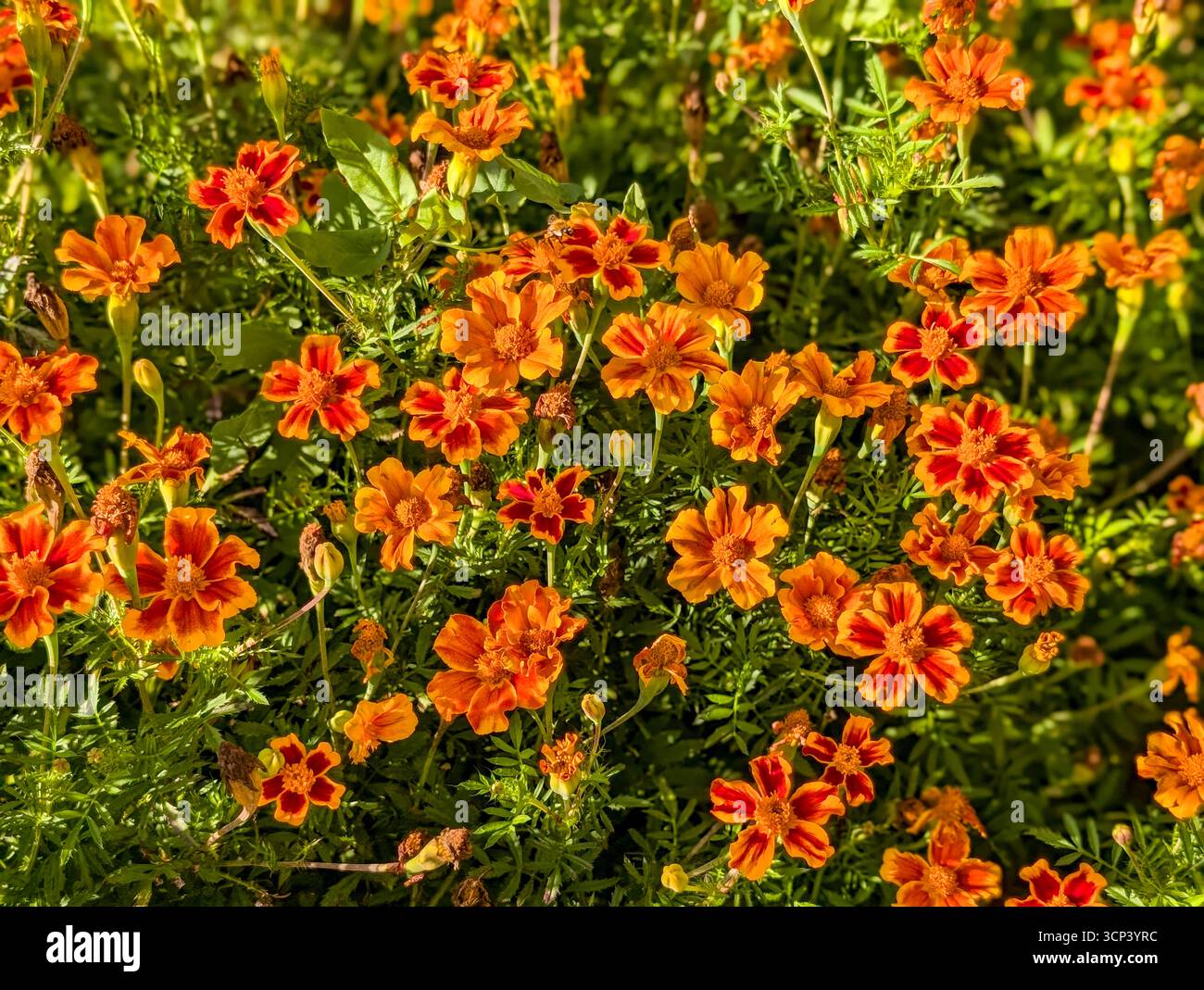 Un lit de fleurs avec Marigolds orange vif, également connu sous le nom de Marigold, fleur de velours, œillet turc ou fleur de la mort Banque D'Images