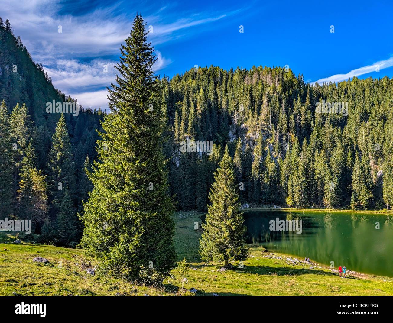 Lac Jezero Na Planini PRI Jezeru, Un lac glaciaire situé à une altitude de 1453 M, entouré par Une forêt d'épinettes sombres dans le parc national du Triglav Banque D'Images