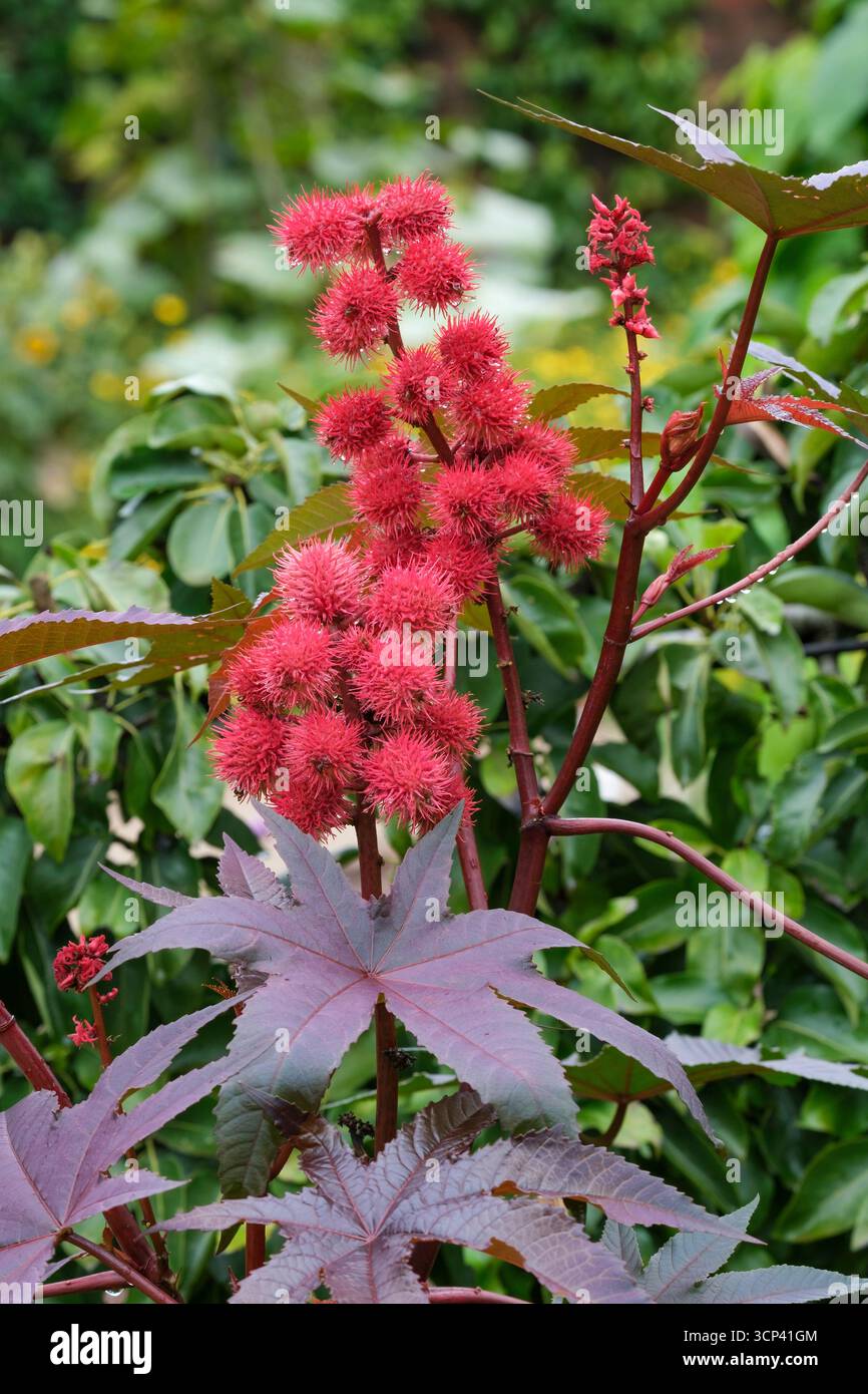 Ricinus communis, plante d'huile de ricin, haricot de ricin, lobé, brillant, vert, feuilles de bronze, tiges rouges, rouge vif, sphérique, capsules de graines épaisses Banque D'Images