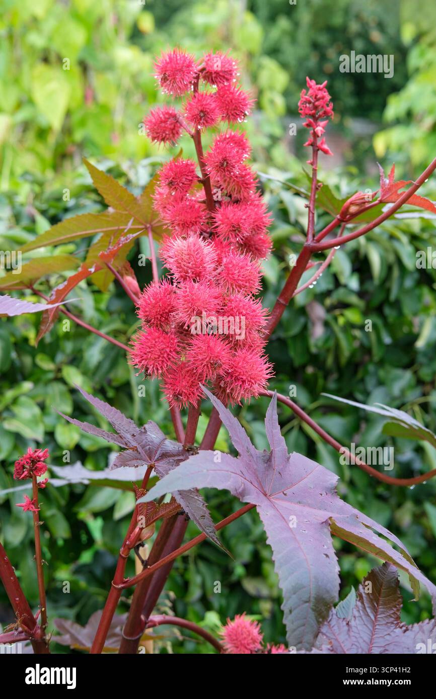 Ricinus communis, plante d'huile de ricin, haricot de ricin, lobé, brillant, vert, feuilles de bronze, tiges rouges, rouge vif, sphérique, capsules de graines épaisses Banque D'Images