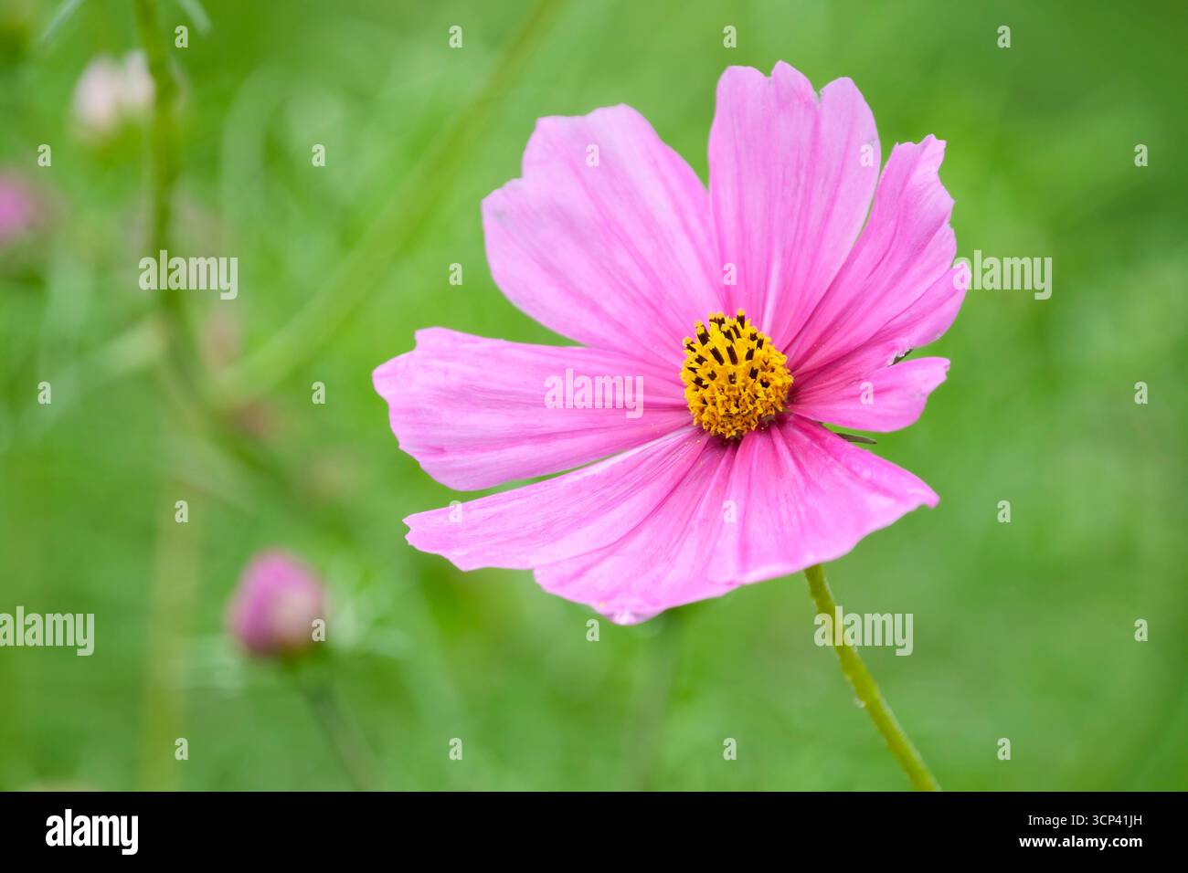 Cosmos sensations Mixed, Cosmos bipinnatus sensation Series, grande fleur en rose avec un petit centre jaune Banque D'Images