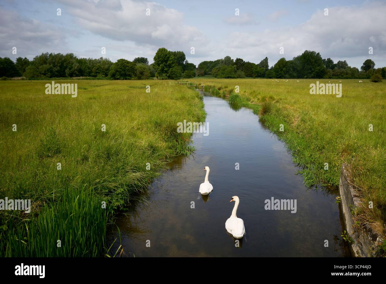 Harnham Water Meadows, Salisbury, Royaume-Uni Banque D'Images