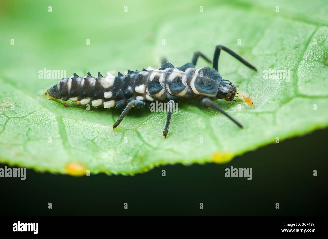 Gros plan d'une larve de coccinelle se nourrissant activement de pucerons sur une feuille verte éclatante, mettant en valeur ses marques noires et blanches uniques et son corps épinglé Banque D'Images