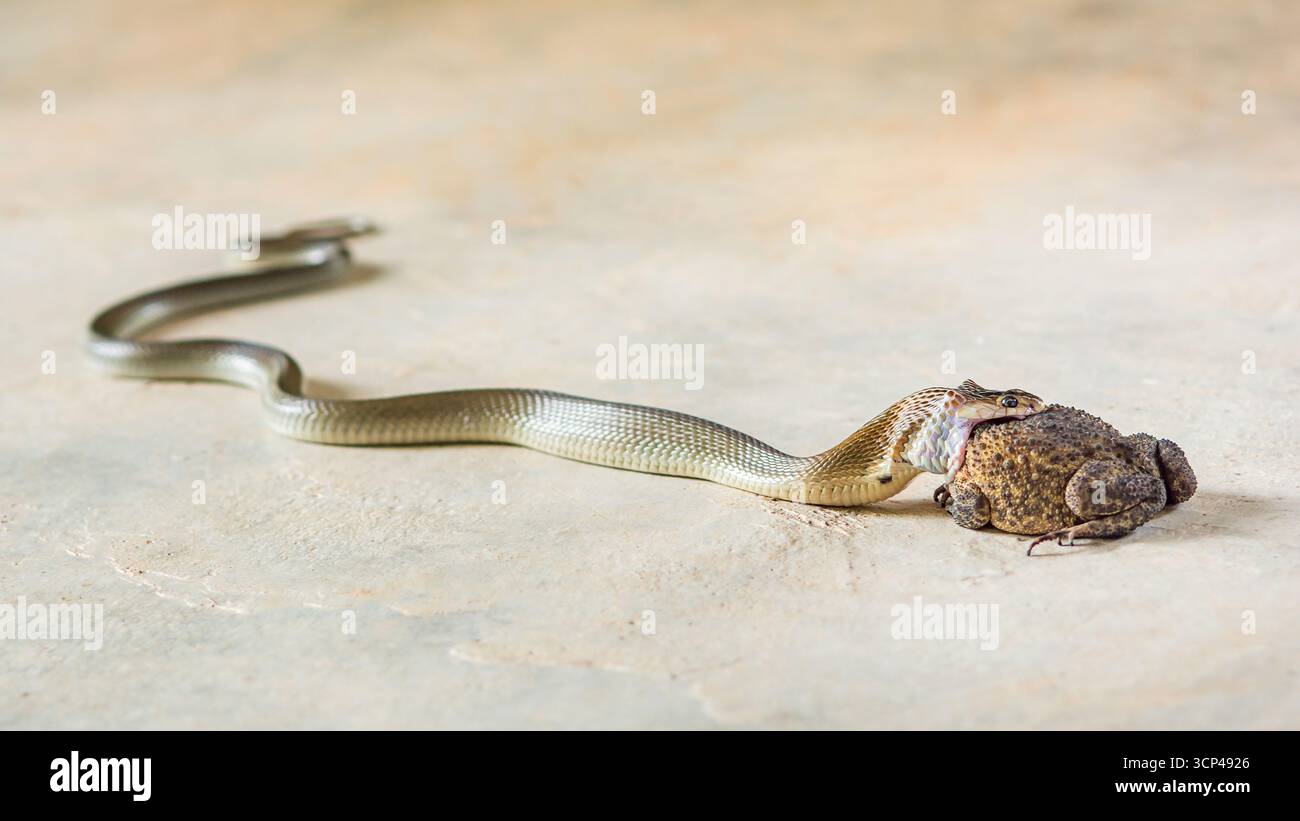 Serpent doré, ou chrysopelea ornata, avalant lentement un grand crapaud sur béton, illustrant la lutte intense pour la survie dans la nature Banque D'Images