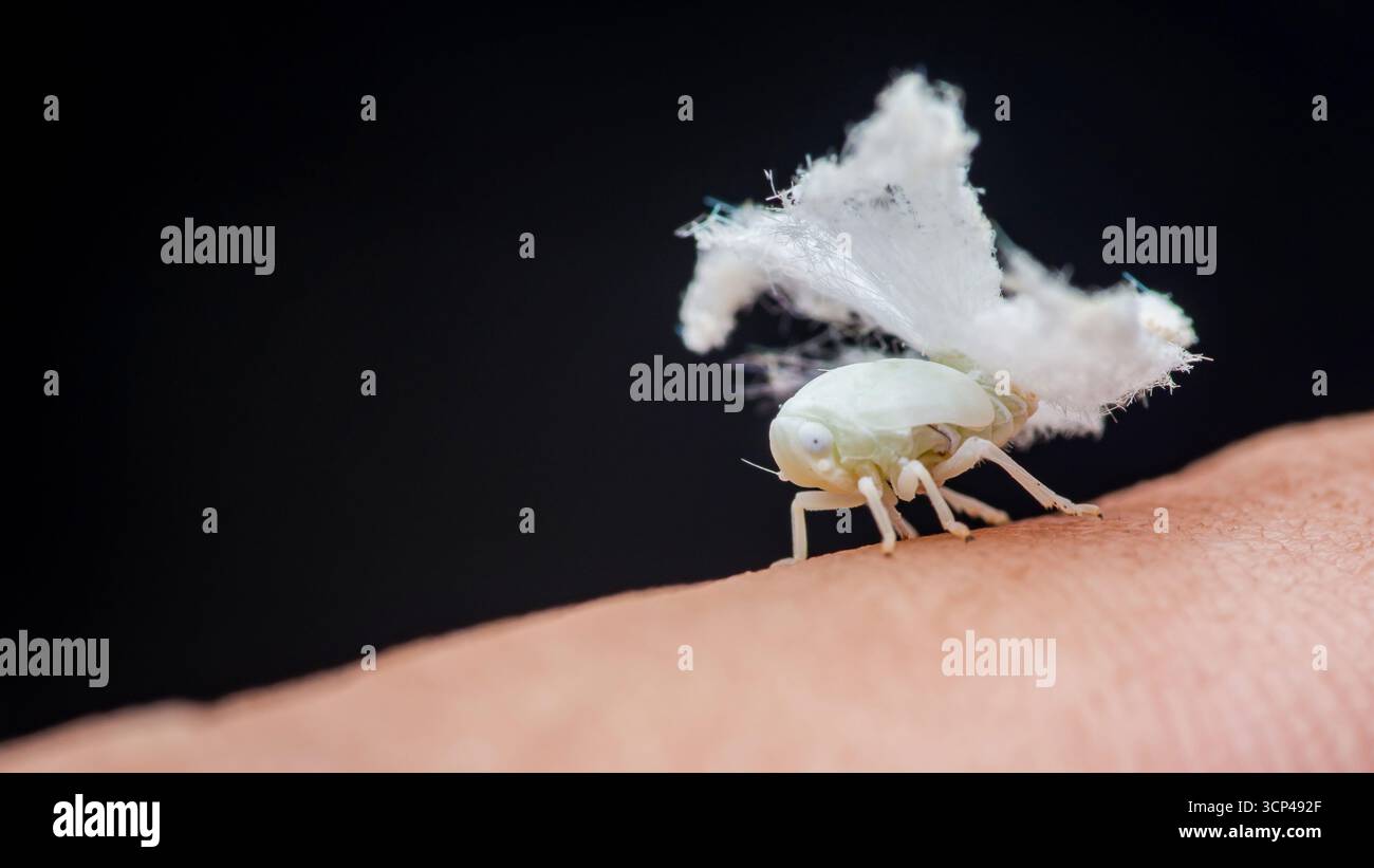 Macro-image en gros plan d'une nymphe platide montrant ses filaments délicats et cireux alors qu'elle explore la peau humaine sur un fond sombre Banque D'Images