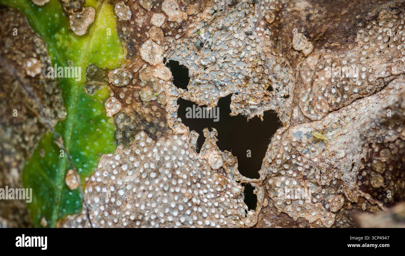 Gros plan de feuilles en décomposition révélant des textures complexes, des trous et de petites taches blanches, indiquant éventuellement une maladie ou une infestation d'insectes, avec un petit Banque D'Images