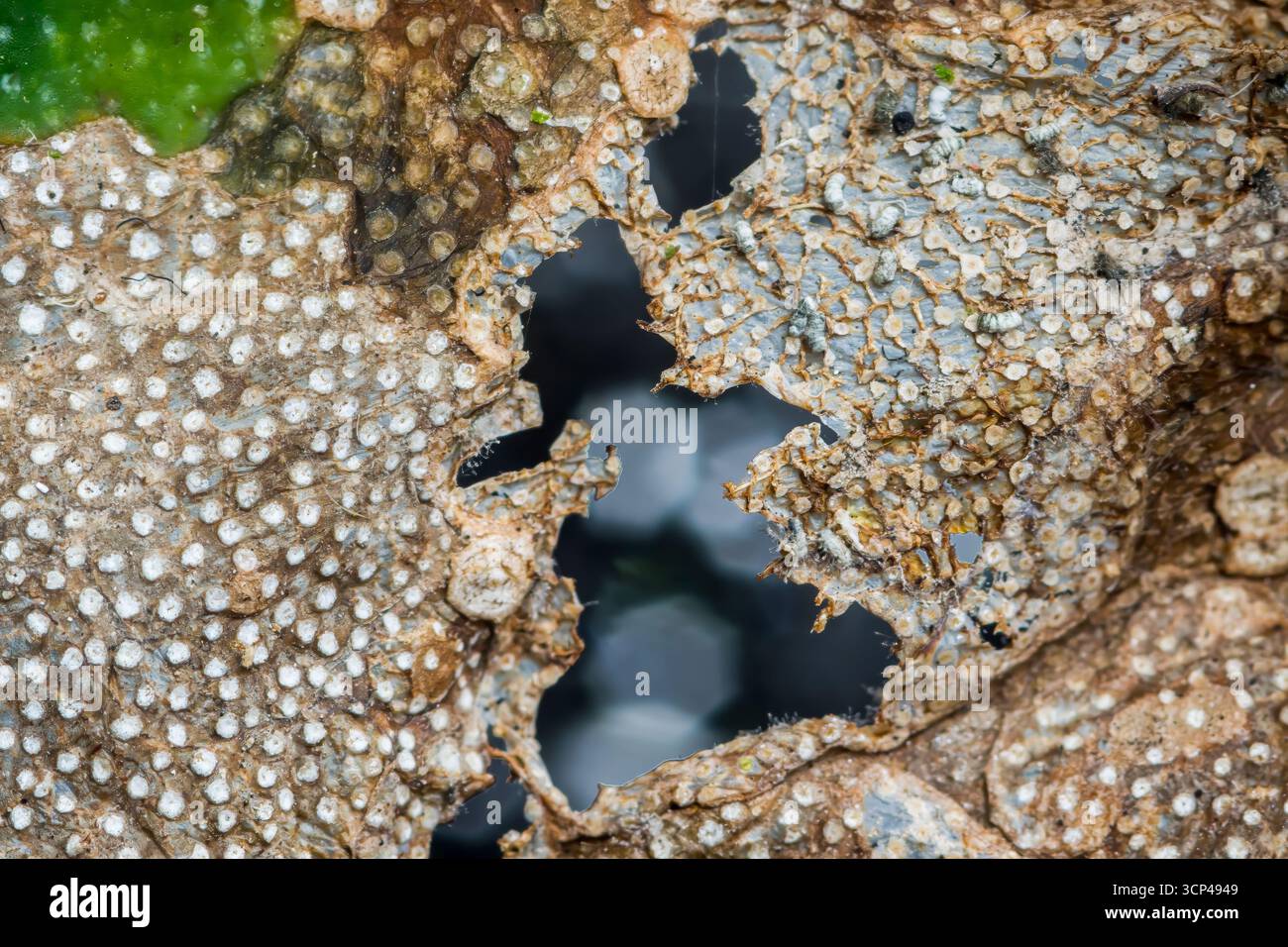 Vue rapprochée d'une feuille en décomposition présentant des textures complexes et des motifs de détérioration, mettant l'accent sur le processus naturel de décomposition et d'organisation Banque D'Images