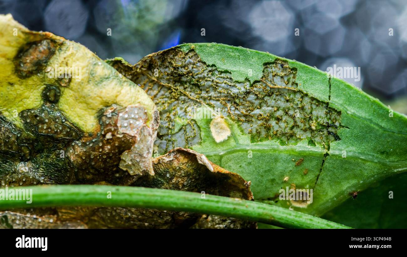 Gros plan des mineurs de feuilles créant des tunnels et endommageant la surface d'une feuille verte, mettant en évidence l'impact de ces insectes sur la santé des plantes Banque D'Images