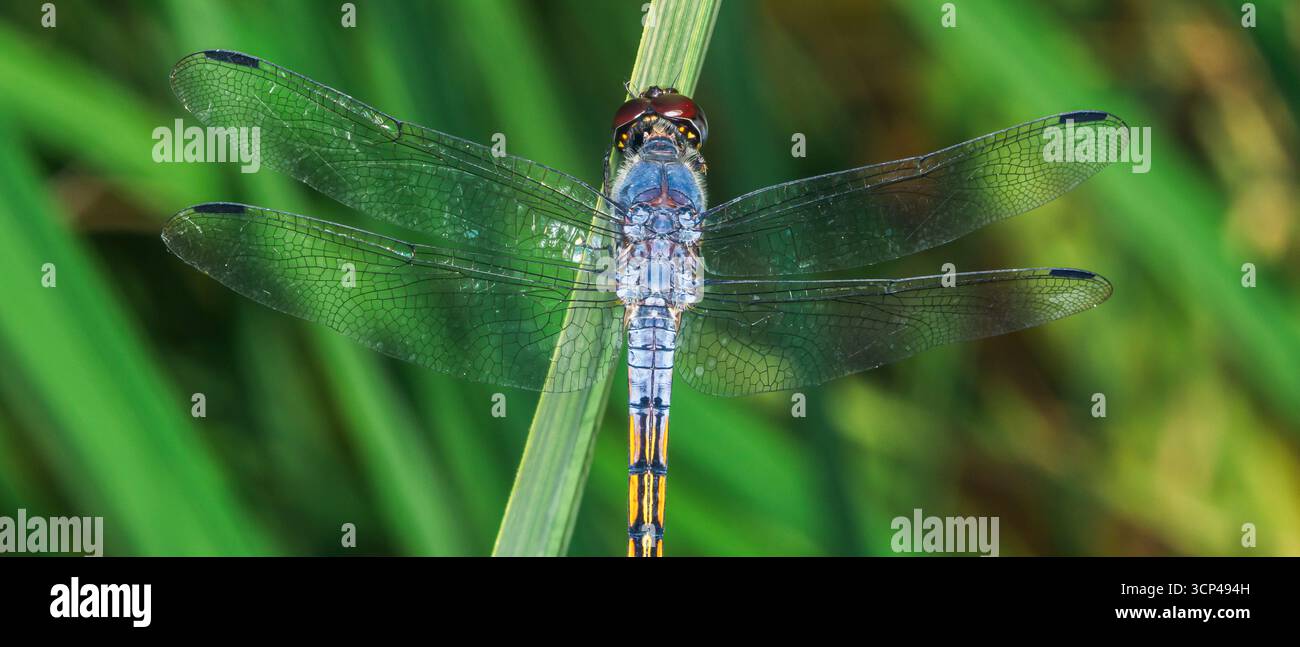 Gros plan d'une libellule bleue éclatante reposant sur un brin d'herbe verte, mettant en valeur ses ailes délicates et les détails complexes du corps dans un flou Banque D'Images