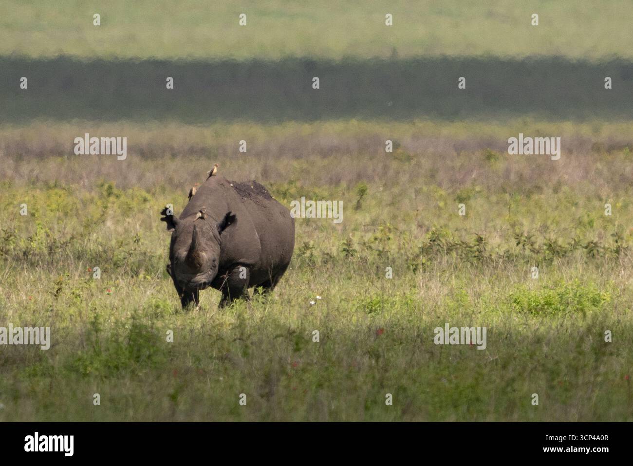 Vue d'un rhinocéros se tenant paisiblement dans les prairies vertes et jaunes vibrantes avec des oiseaux perchés sur son dos, Seronera, région de Mara, Tanzanie. Banque D'Images