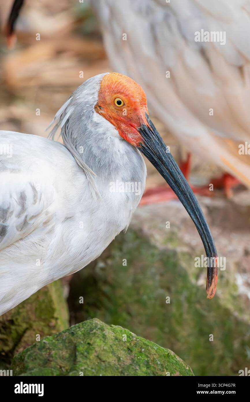 L'ibis à crête (Nipponia nippon) est un oiseau de taille moyenne et menacé originaire d'Asie de l'est. Il a un aspect distinctif avec un corps blanc, un fa rouge Banque D'Images