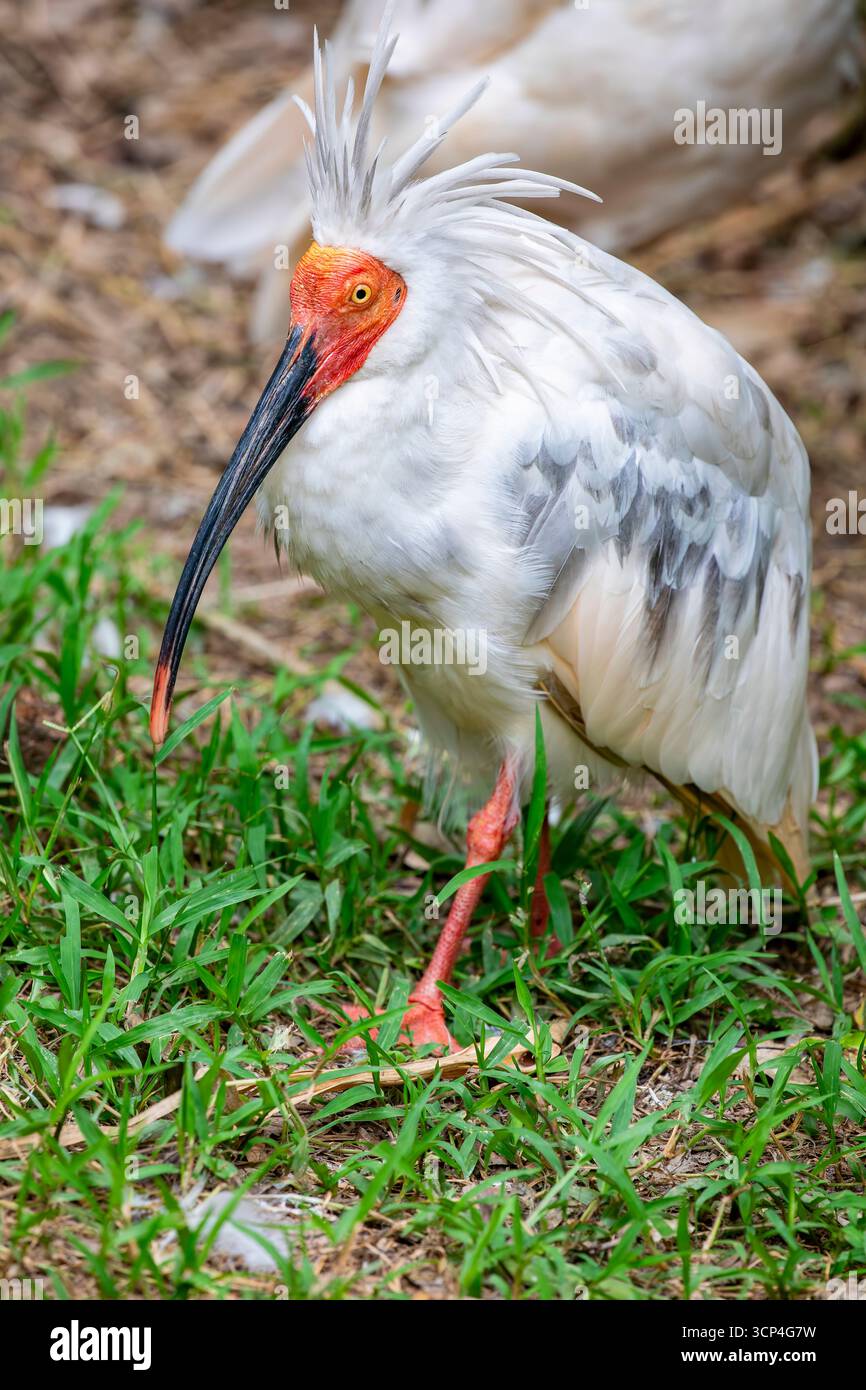 L'ibis à crête (Nipponia nippon) est un oiseau de taille moyenne et menacé originaire d'Asie de l'est. Il a un aspect distinctif avec un corps blanc, un fa rouge Banque D'Images