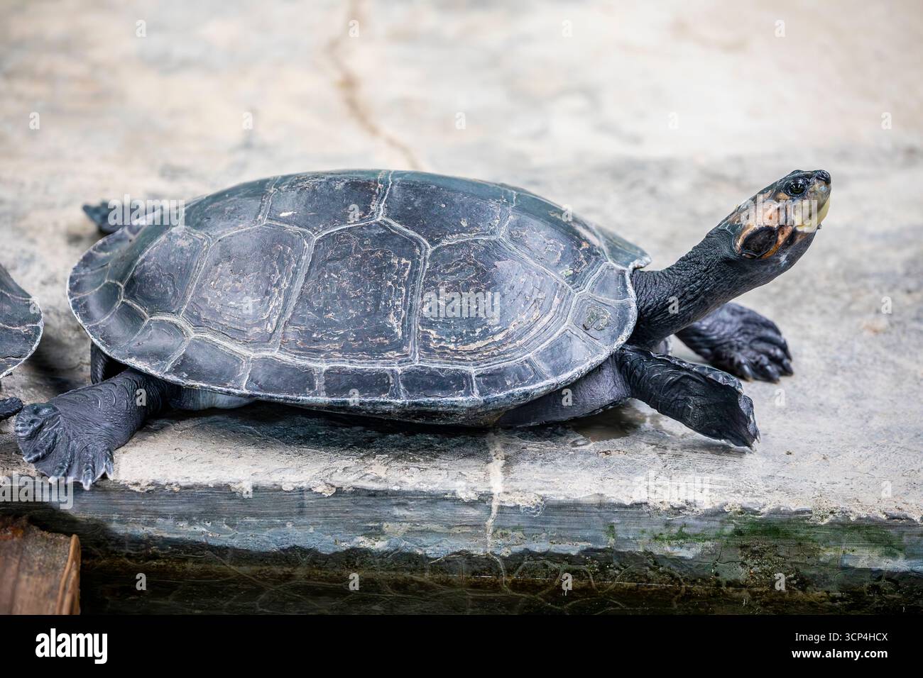 La tortue de rivière amazonienne à taches jaunes (Podocnemis unifilis). L'une des plus grandes tortues de rivière d'Amérique du Sud. Taches jaunes sur le côté de sa tête g Banque D'Images