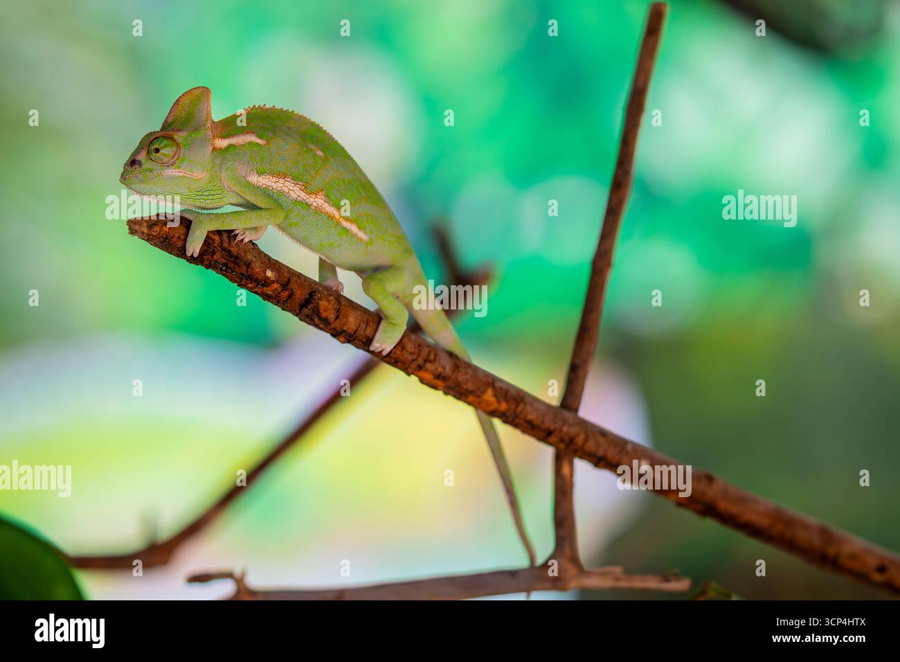 Un caméléon voilé de bébé. C'est une espèce de caméléon originaire de la péninsule arabique au Yémen et en Arabie Saoudite. avoir un casque sur la tête qui pousse Banque D'Images