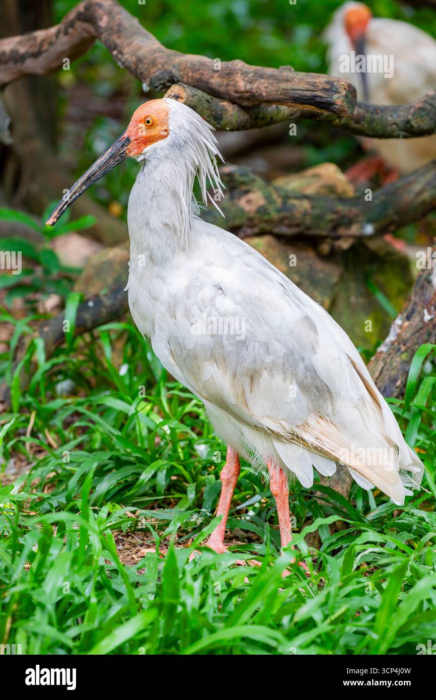 L'ibis à crête (Nipponia nippon) est un oiseau de taille moyenne et menacé originaire d'Asie de l'est. Il a un aspect distinctif avec un corps blanc, un fa rouge Banque D'Images
