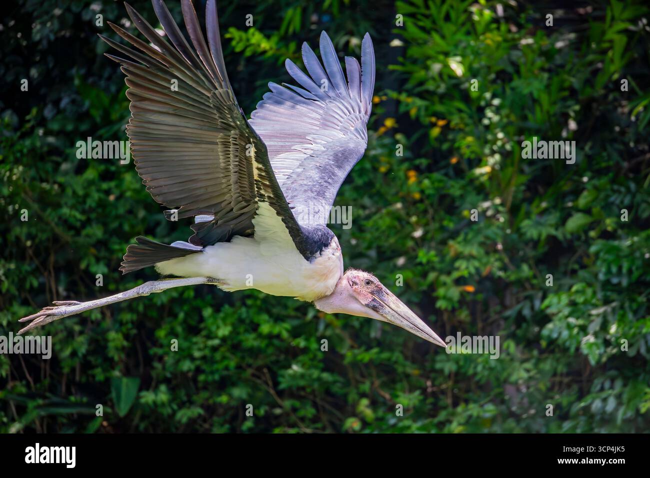 La cigogne marabou (Leptoptilos crumenifer) vole dans le ciel. Un grand échassier de la famille des cigognes Ciconiidae. Il se reproduit en Afrique au sud du Sah Banque D'Images