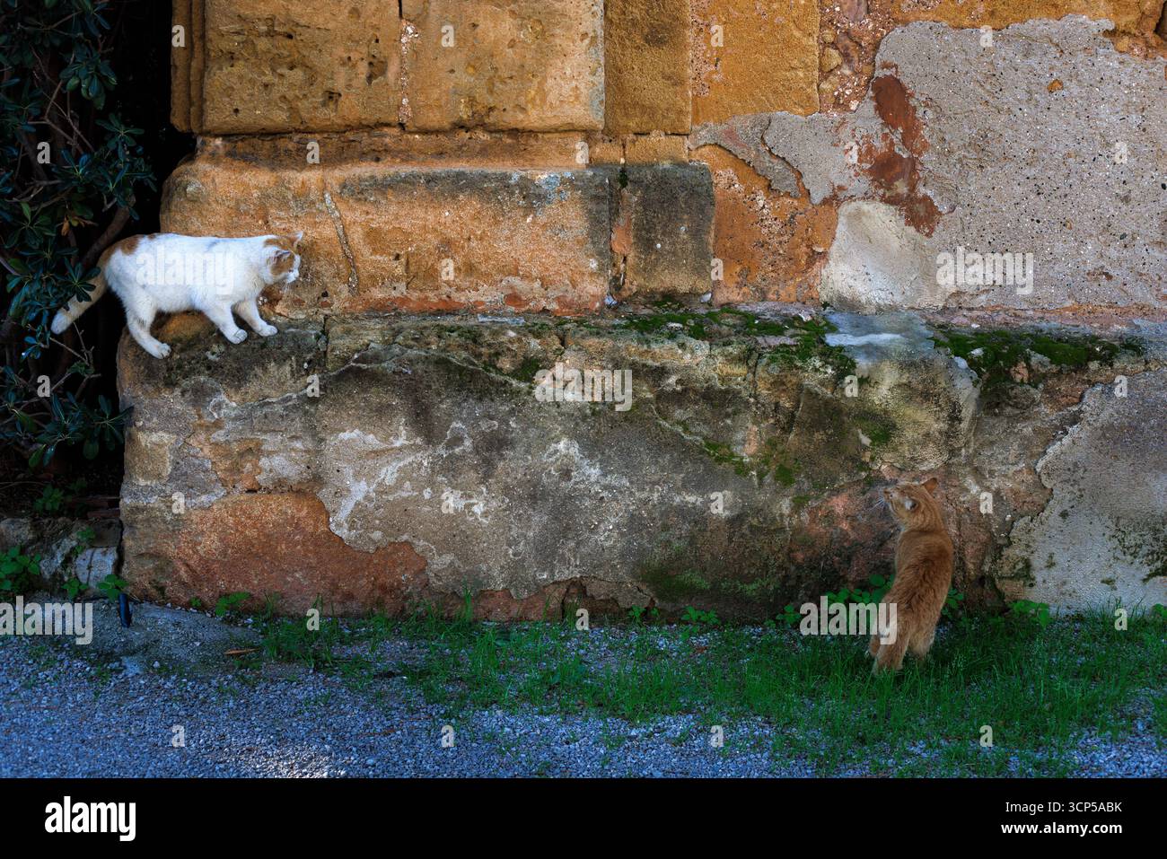 Deux chats errants marchant sur un mur de pierre en Sicile Italie. Chats de rue méditerranéens sur barrière de calcaire traditionnelle. Villa Palagonia, Bagheria, Italie Banque D'Images Deux chats errants marchant sur un mur de pierre en Sicile Italie. Chats de rue méditerranéens sur barrière de calcaire traditionnelle. Villa Palagonia, Bagheria, Italie Banque D'Images