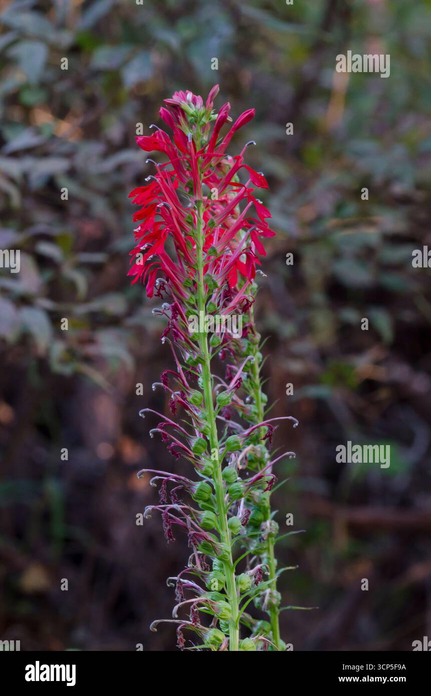 Fleur cardinale, Lobelia cardinalis Banque D'Images