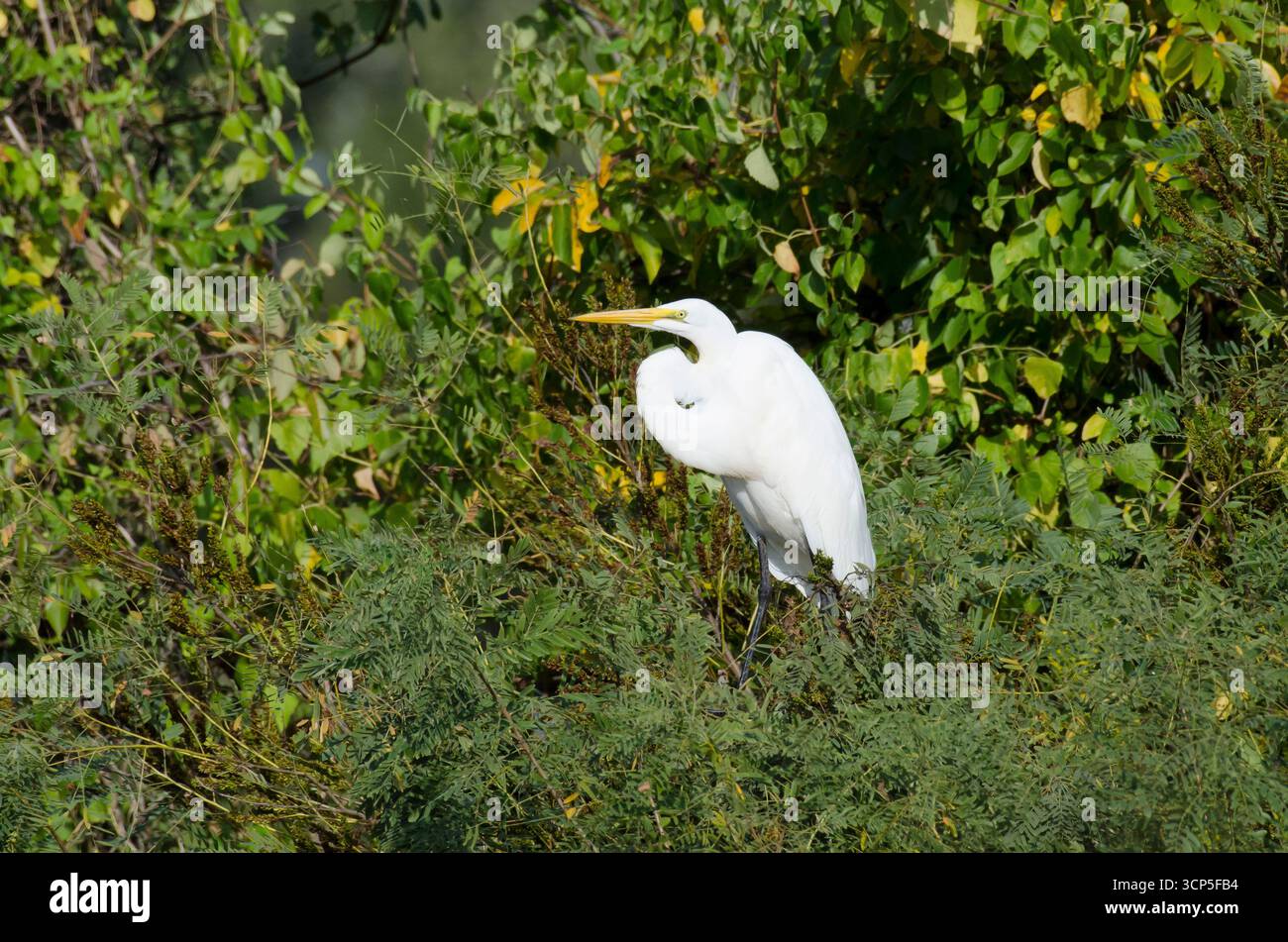 Grande Aigrette Ardea alba Banque D'Images