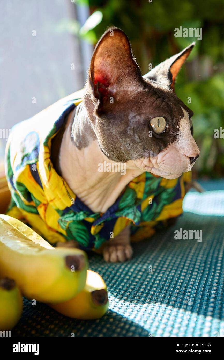 Une photo verticale d'un chat sphynx vêtu d'une chemise sur le thème de la banane assis près de la fenêtre avec des bananes. La composition met l'accent sur l'humour et l'animal de compagnie moderne Banque D'Images