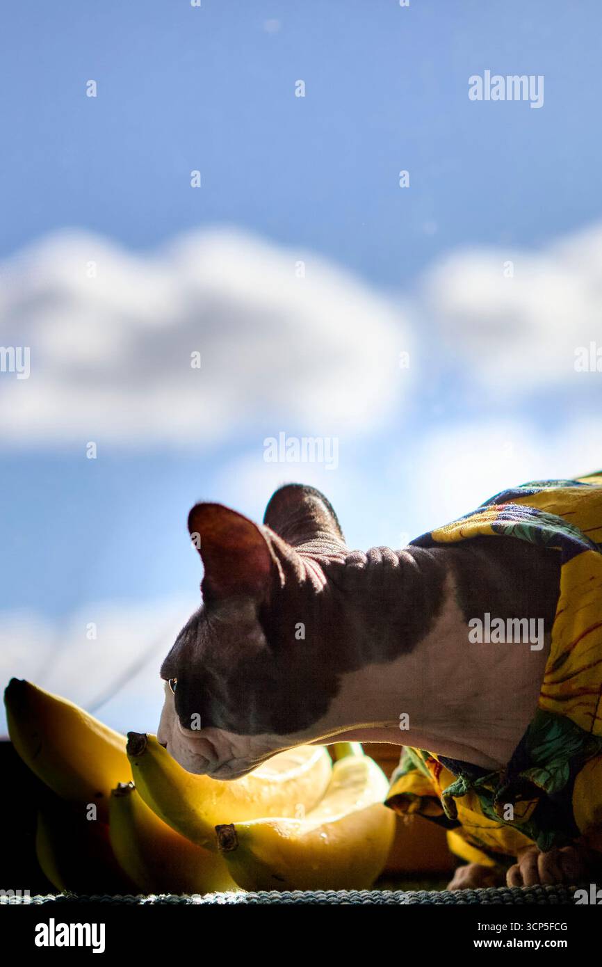 Le chat sphynx dans une chemise de banane tropicale repose près des bananes sur un fond de ciel bleu vif. Un portrait animal fantaisiste et surréaliste avec copysp Banque D'Images