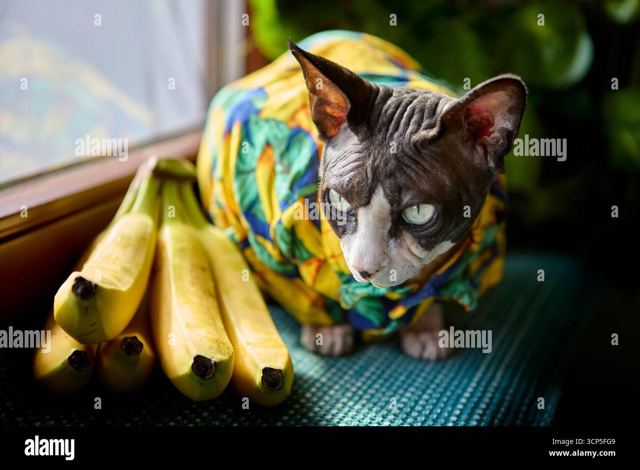 Une scène inhabituelle mais drôle d'un chat sphynx dans une tenue de banane tropicale assis à côté de bananes. La photo met en évidence la curiosité, l'humour et l'animal moderne f Banque D'Images
