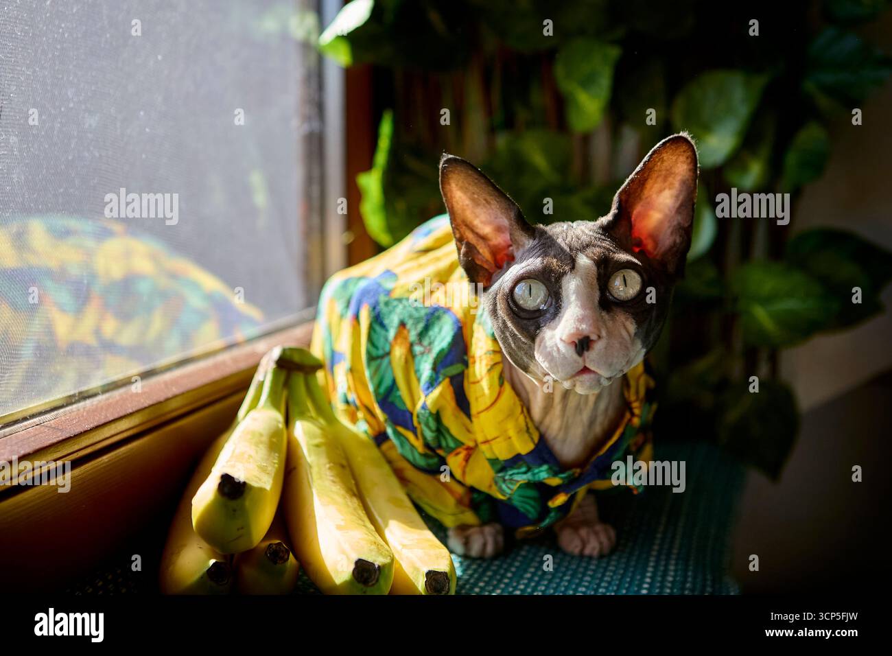 Un portrait humoristique d'intérieur d'un chat sphynx dans une chemise à imprimé bananes posant à côté de bananes sur un rebord de fenêtre. La prise de vue mélange humour et portr exotique pour animaux de compagnie Banque D'Images